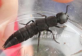 insect