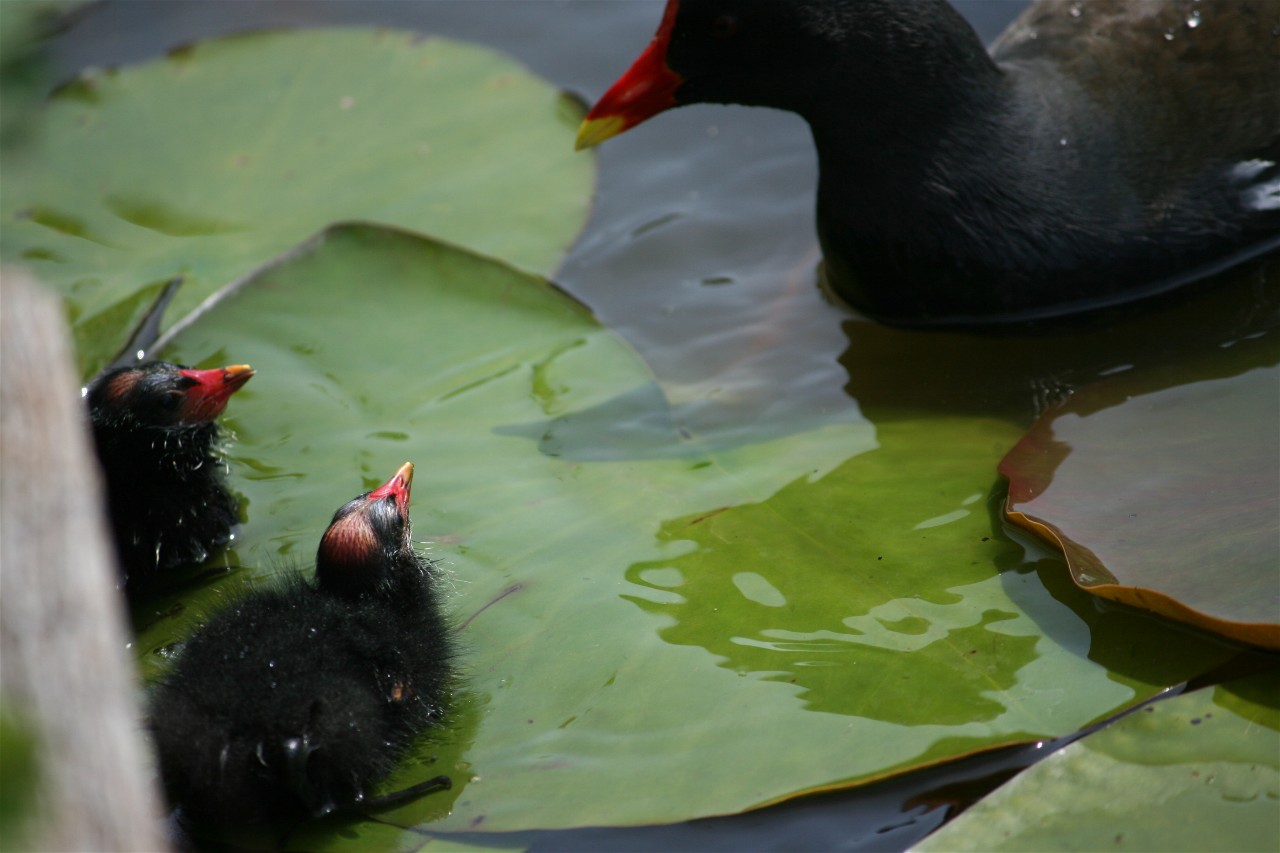 niet allemaal tegelijk