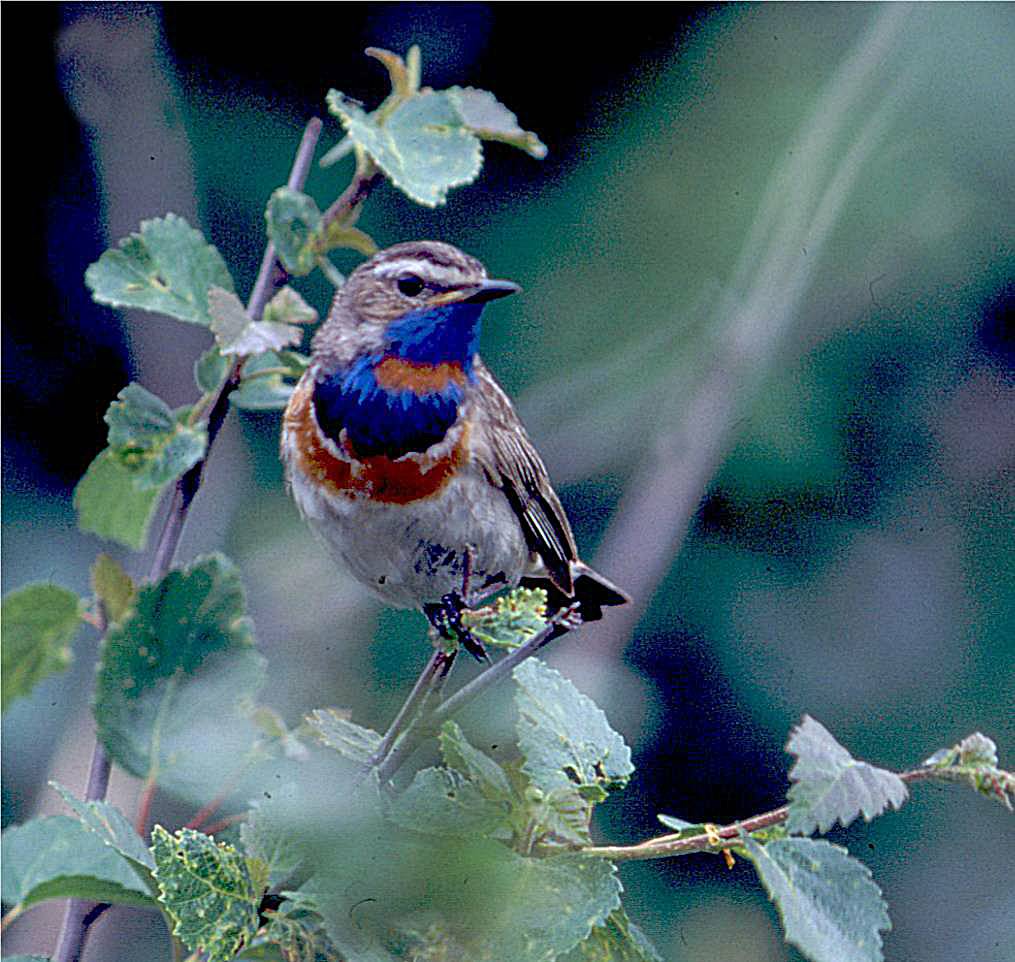 blauwborst (rode keelvlek) Noorwegen