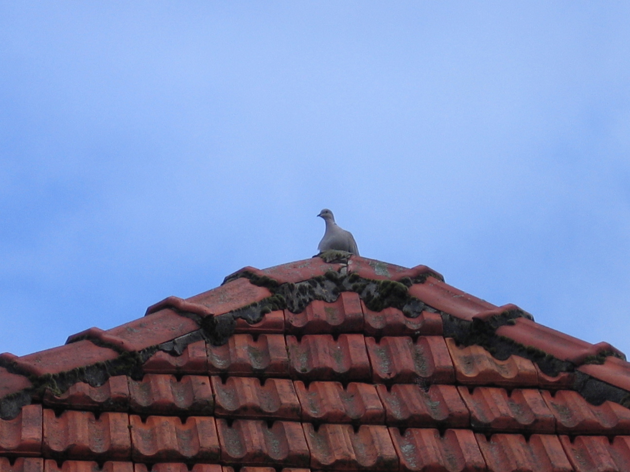 Turkse Tortel op het dak