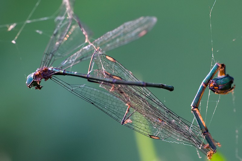 Dode juffers in spinnenweb