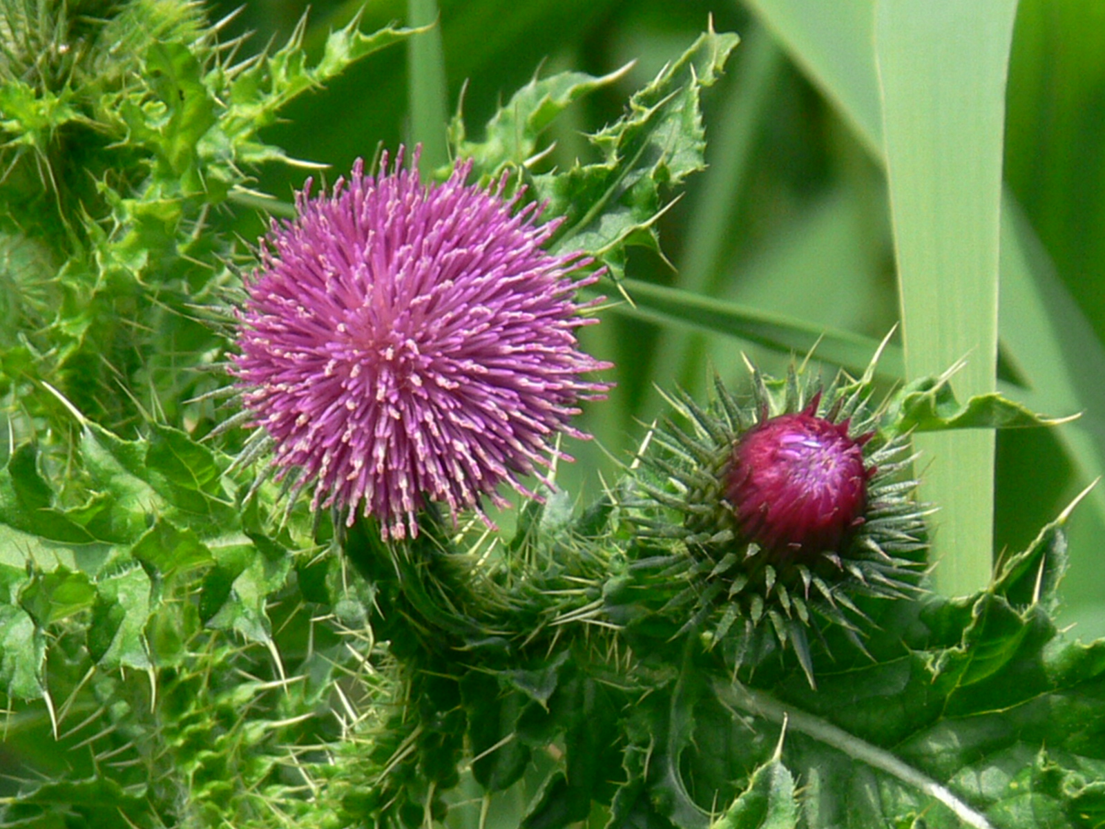 Gewoon Mooi zo'n Distel!