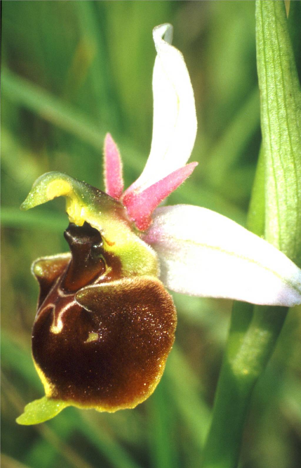 hommelorchis