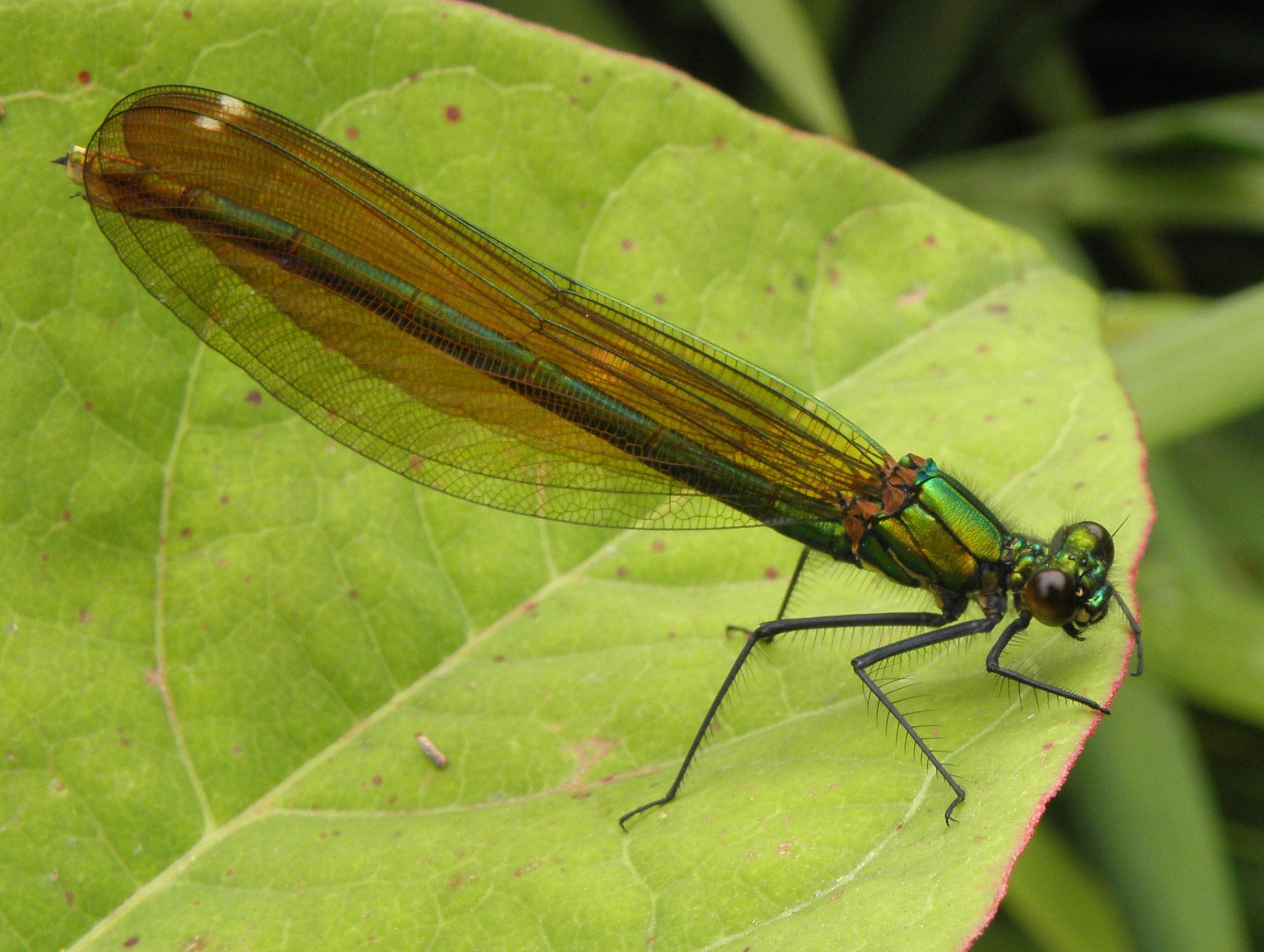 weidebeekjuffer-vrouw