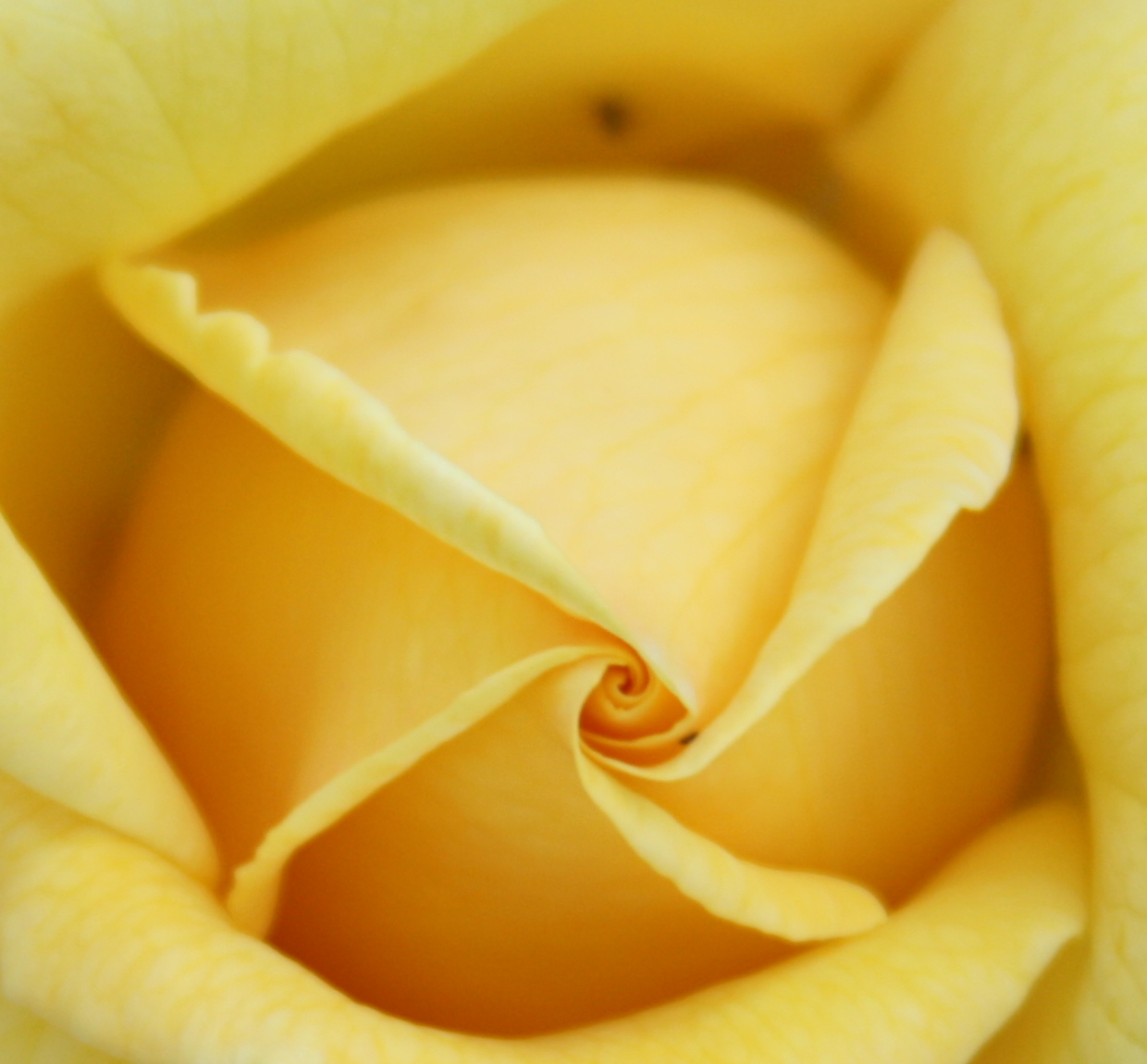ontluikende roos