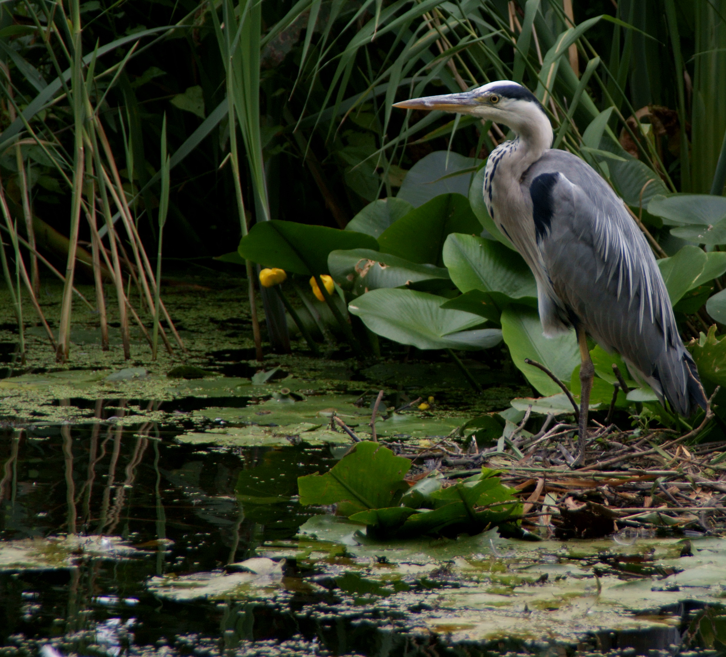 Reiger