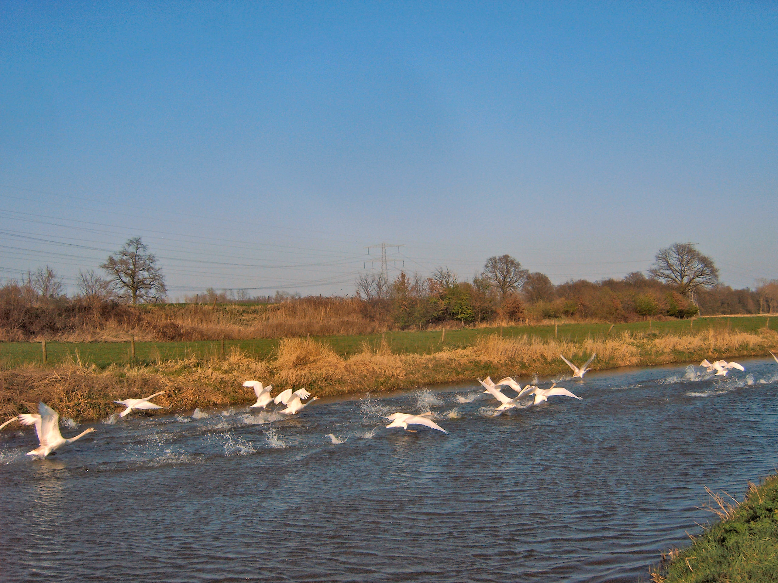 Zwanen in de Berkel 03