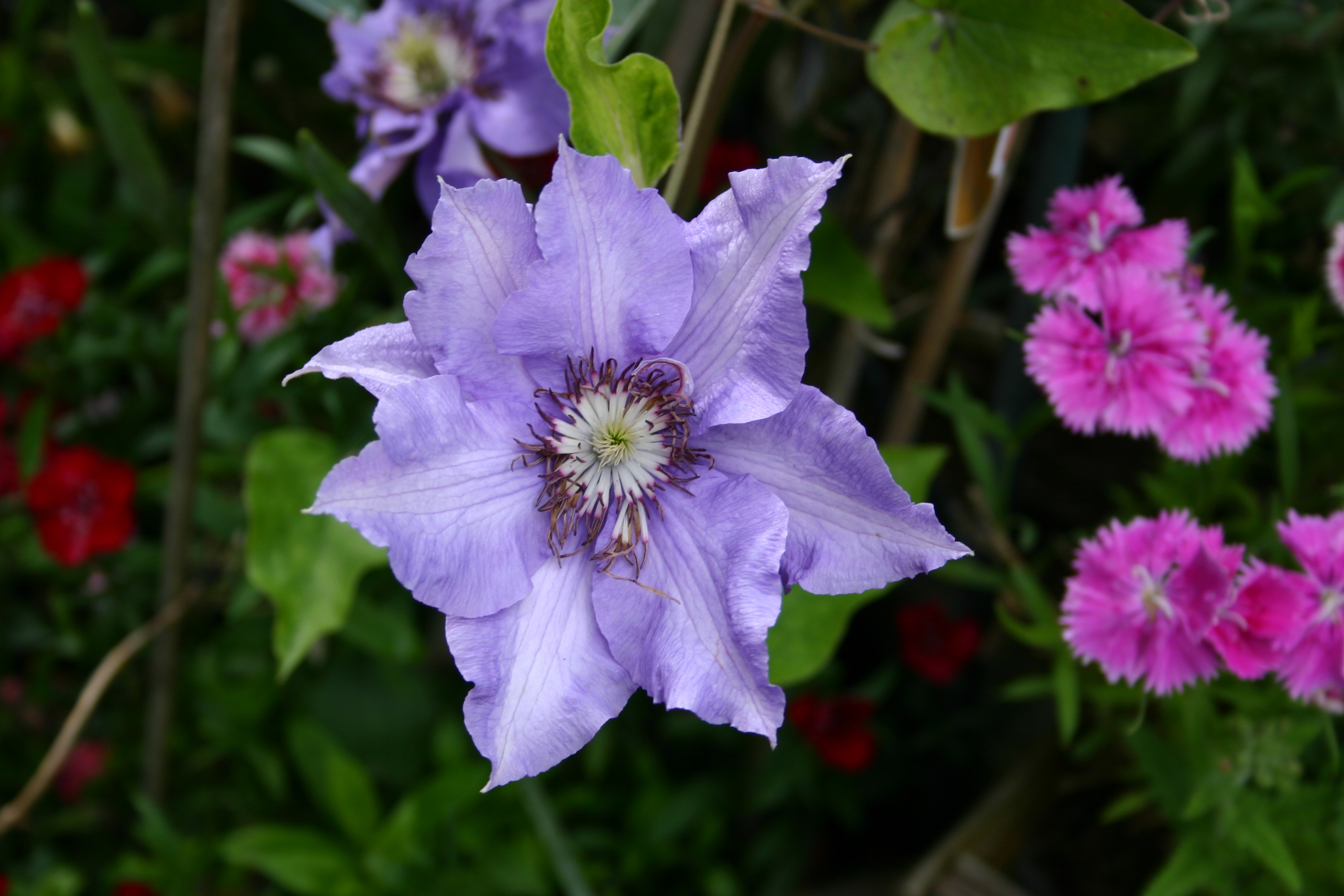 Clematis
