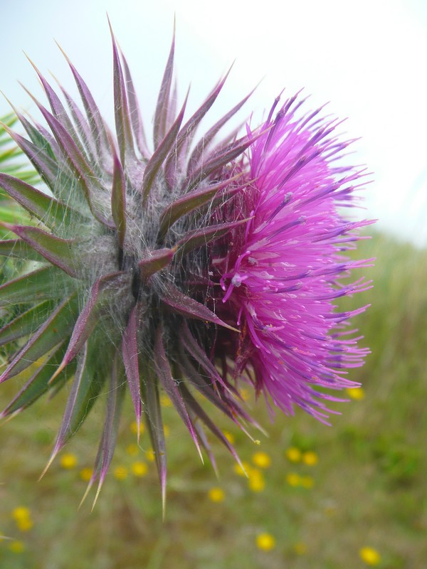 er een zwaar hoofd in hebben