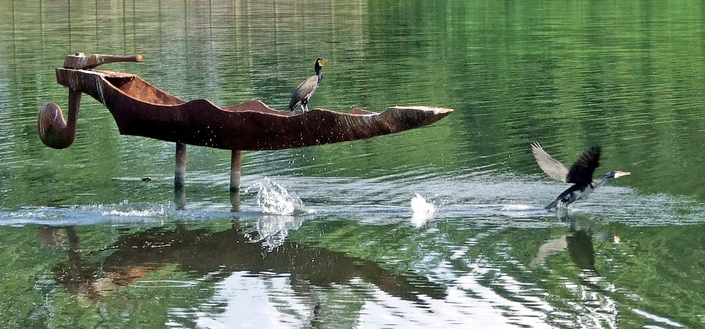 Aalscholvers bij Haaksbergen 01