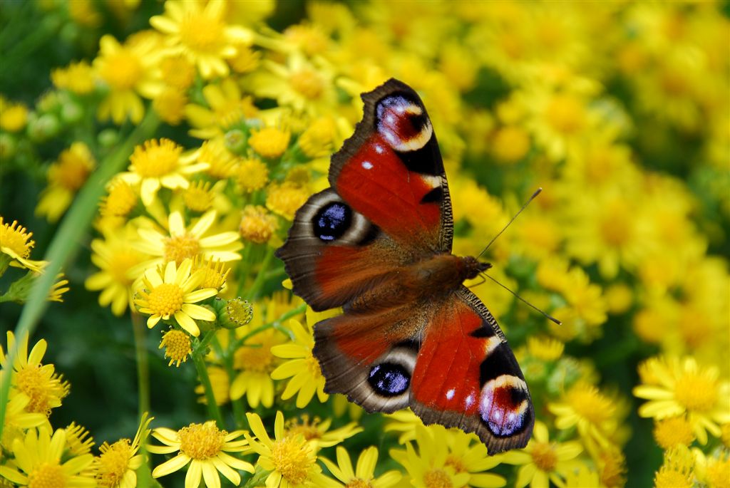 Dagpauwoog (Inachis io)