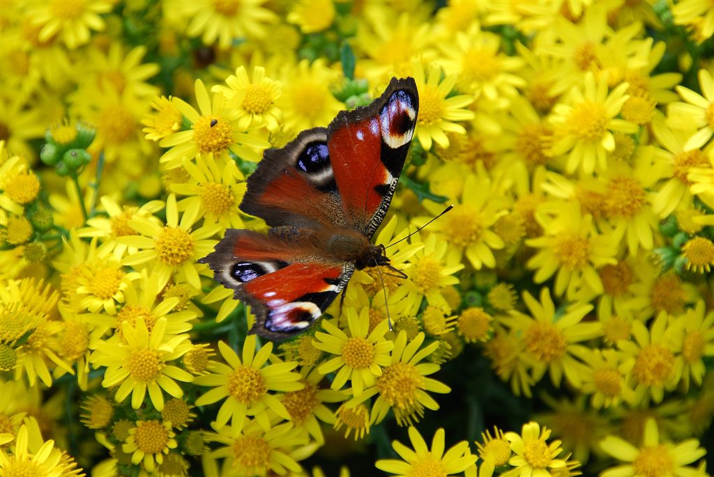 Dagpauwoog (Inachis io)