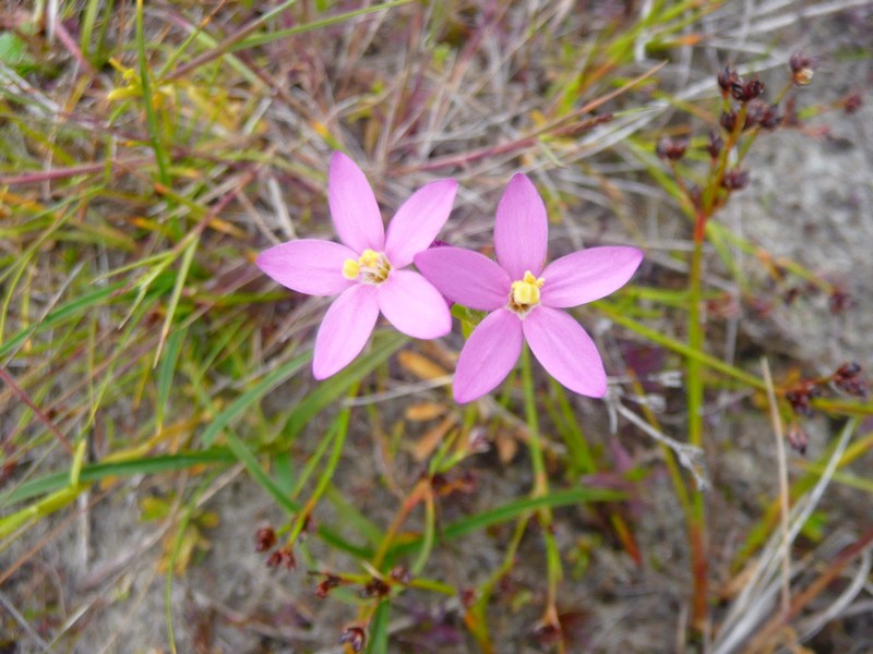 strandduizendguldenkruid