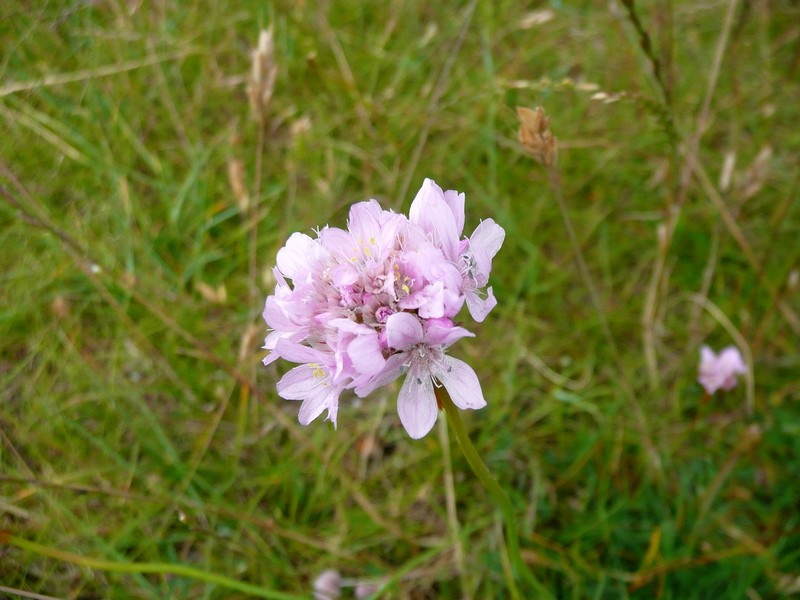 Engels gras op Schiermonnikoog