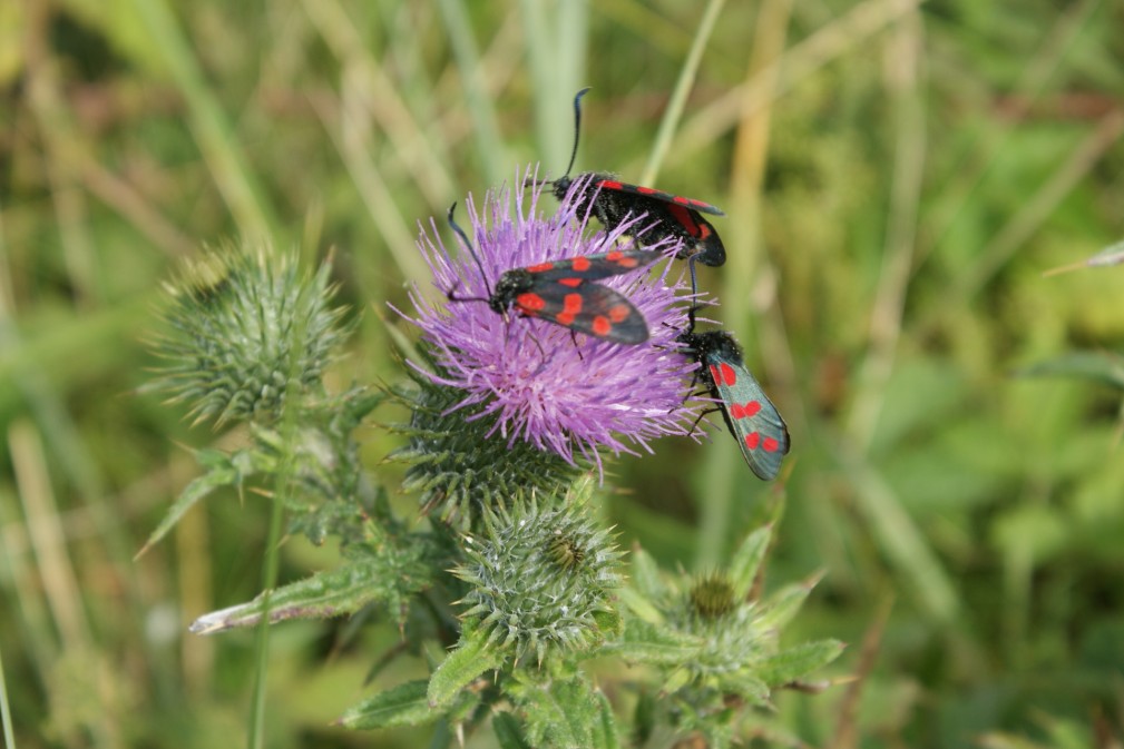 Vlinders Schiermonnikoog