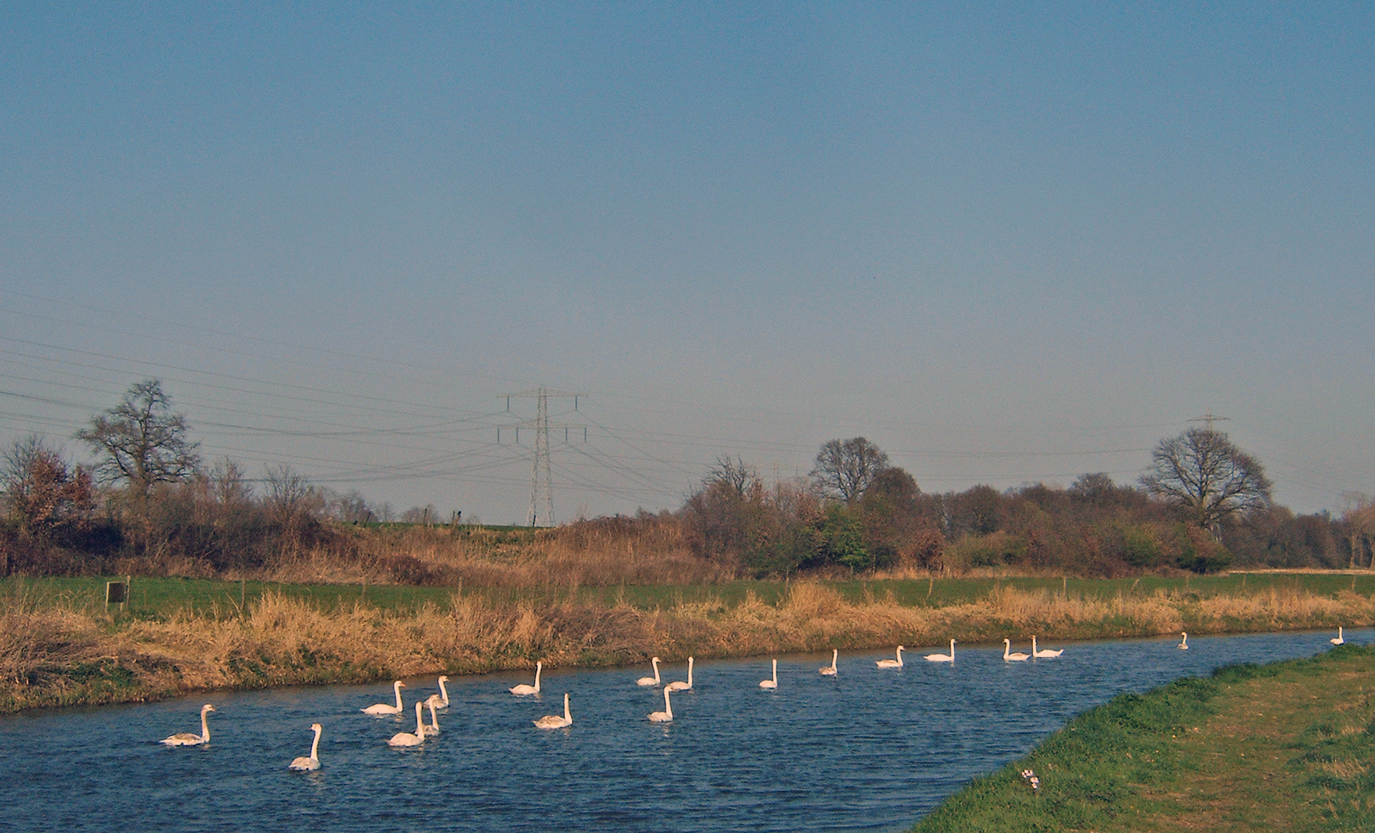 Zwanen in de Berkel 02