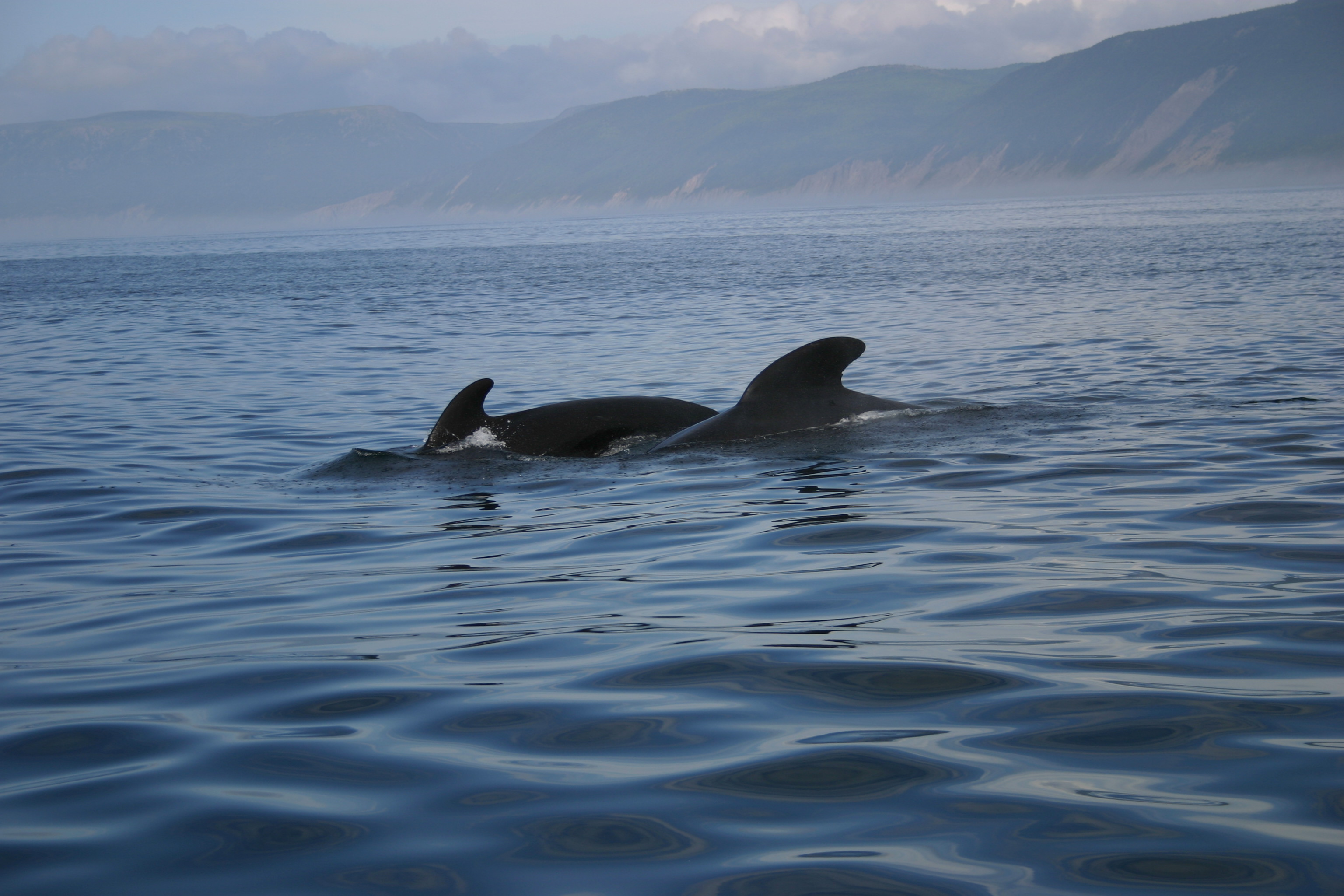 pilotwhales boven in Canada