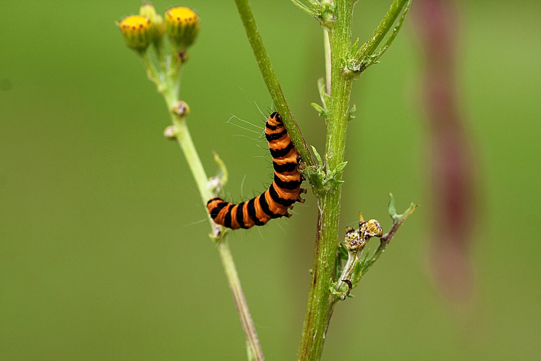 rups van de Sint Jans vlinder