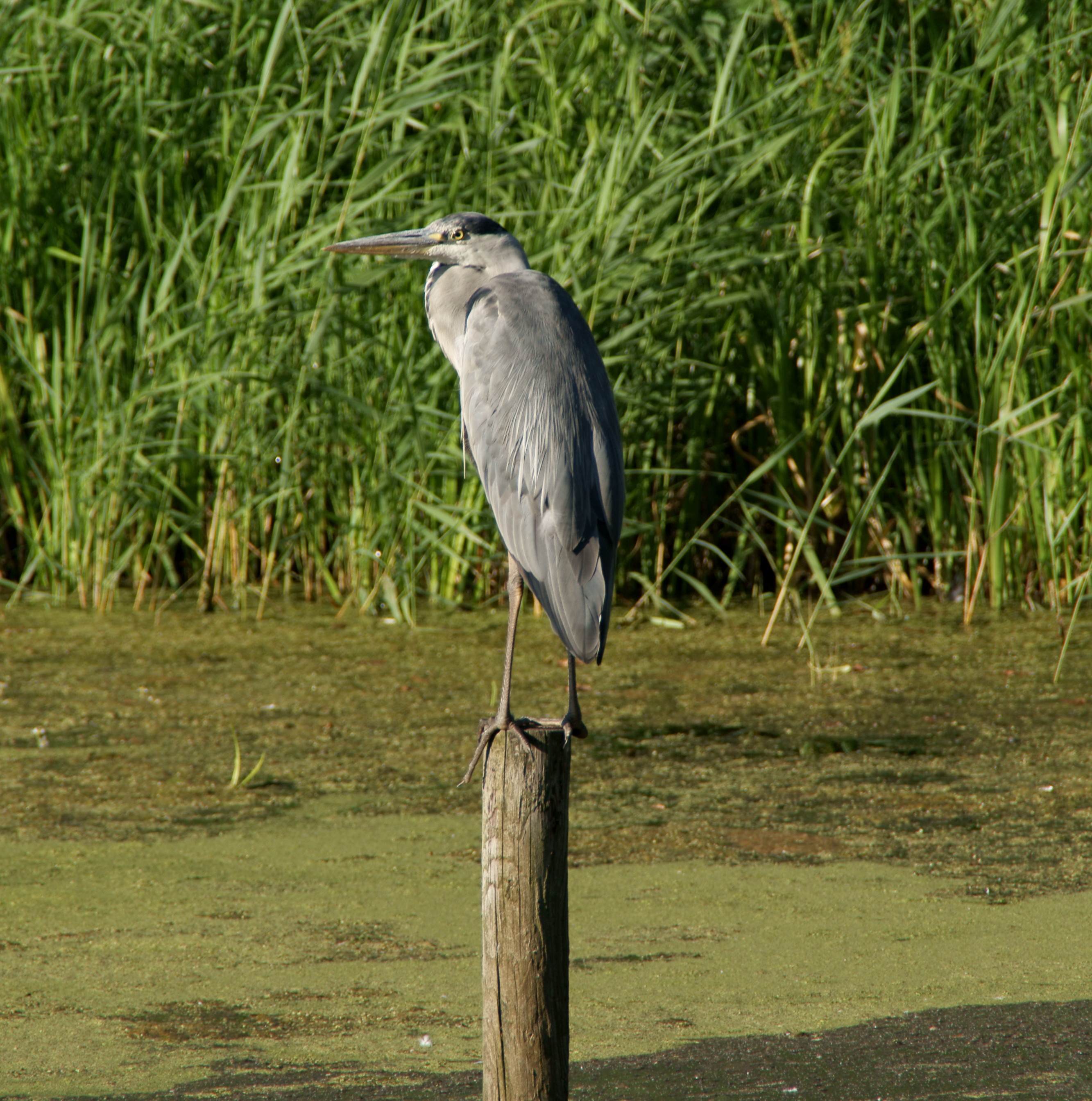 Reiger