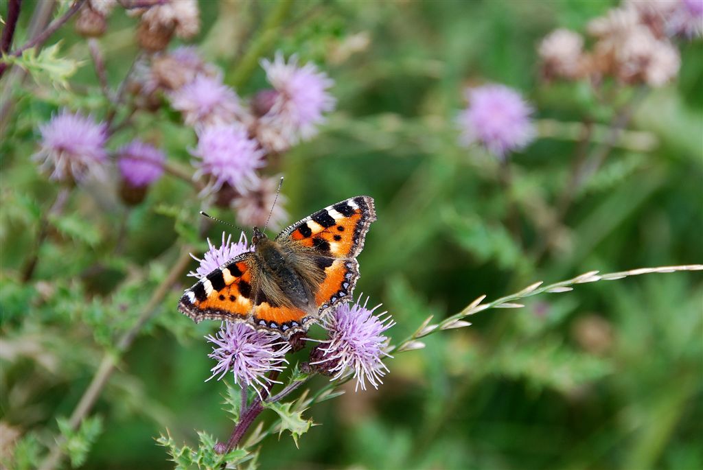 Kleine Vos (Aglais urticae)