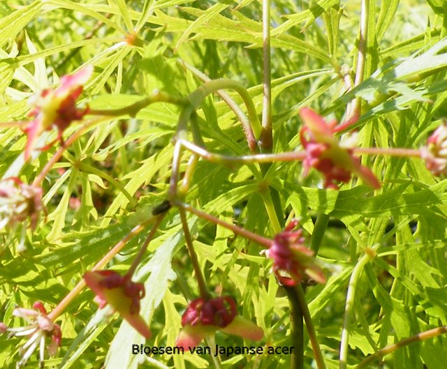 bloesem van japanse acer