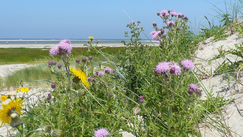 duinovergang in bloei