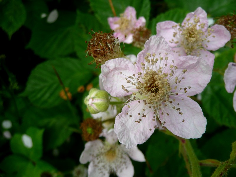 braamstruik in bloei