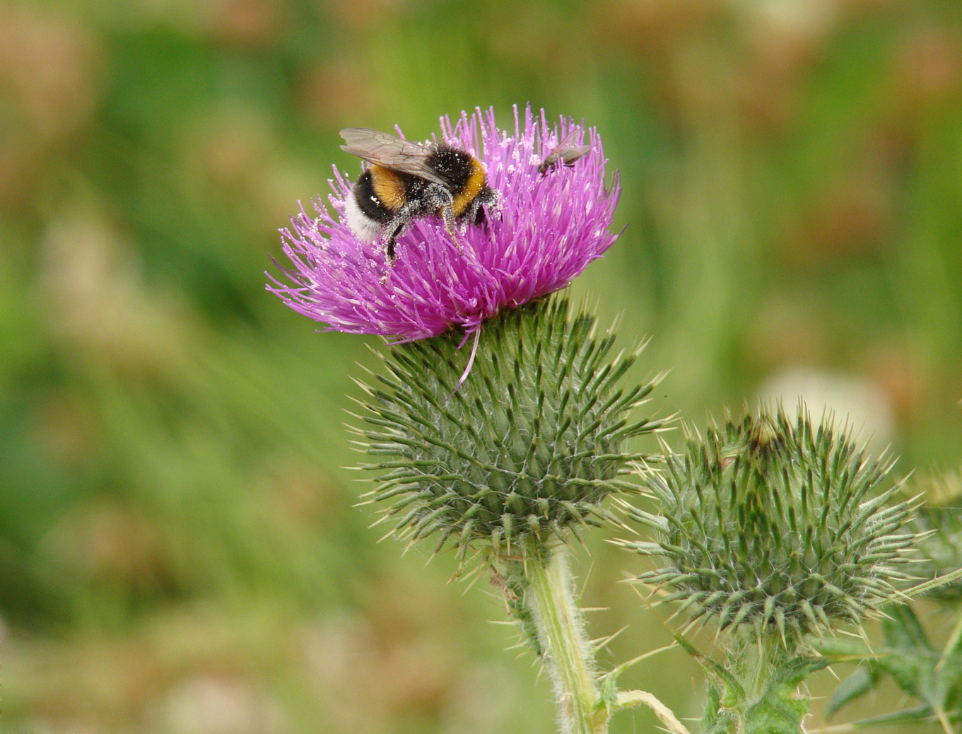 Bij en vlieg op distel