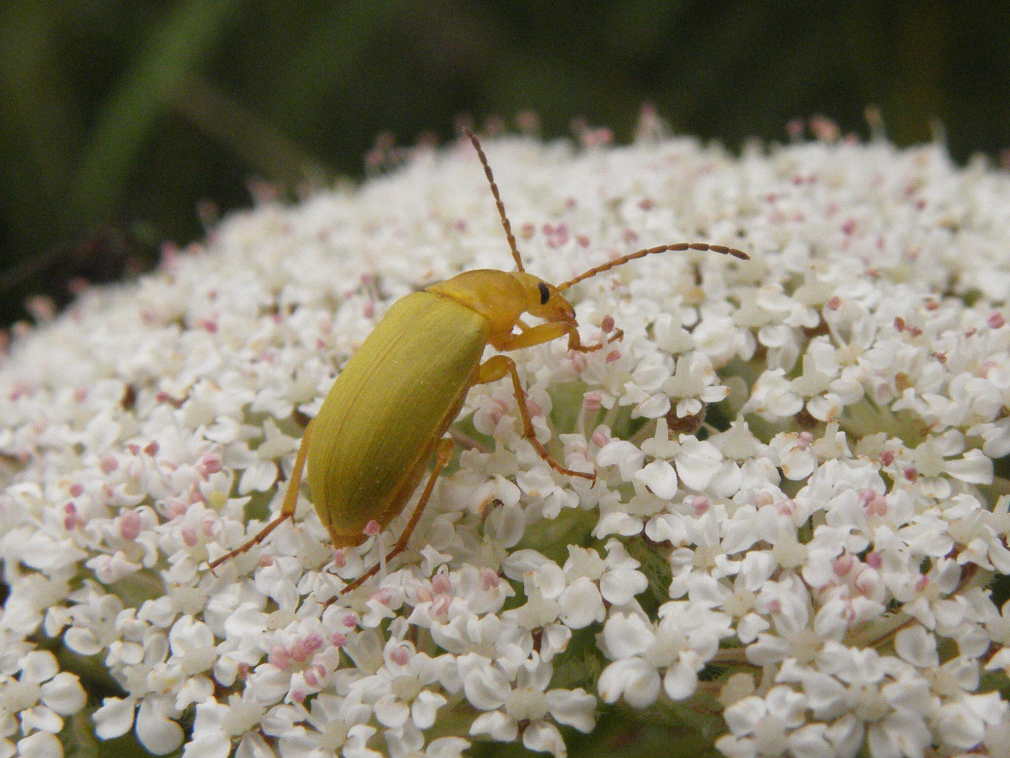 geelspriet soldaatje