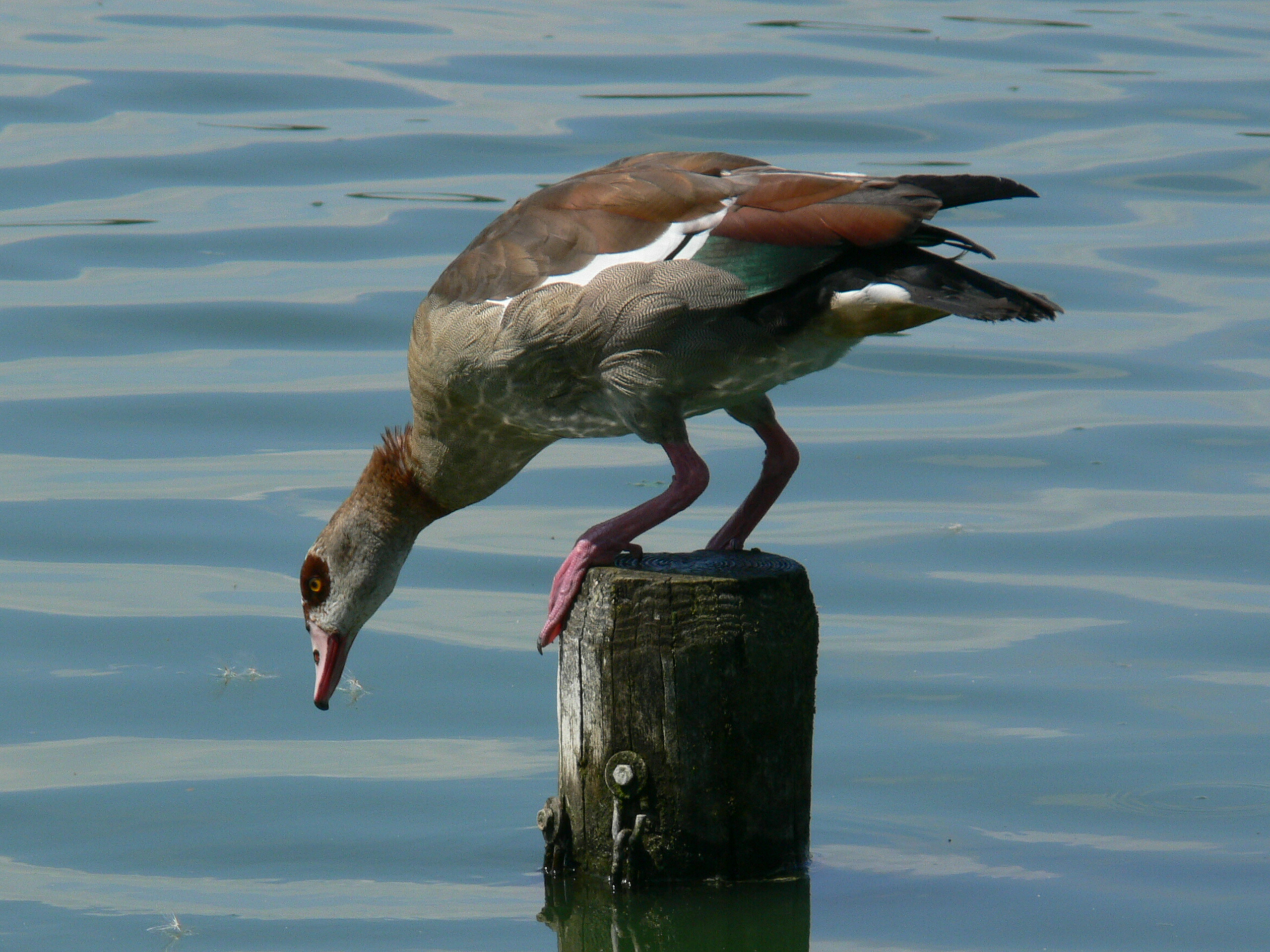 Opperste concentratie............