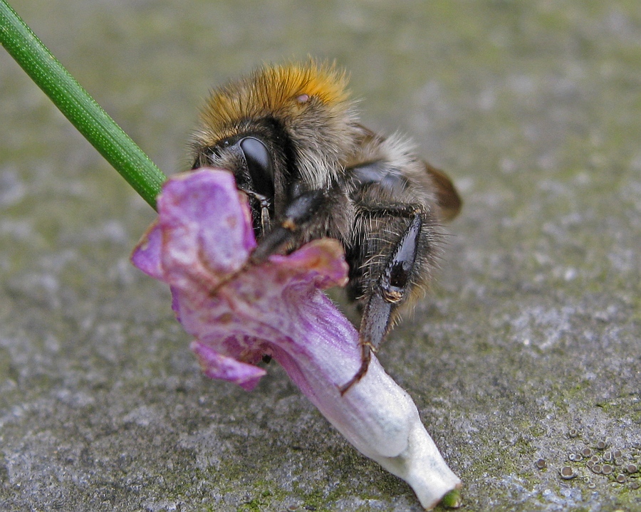 Dronken hommel4