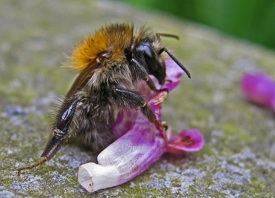 Dronken hommel 1