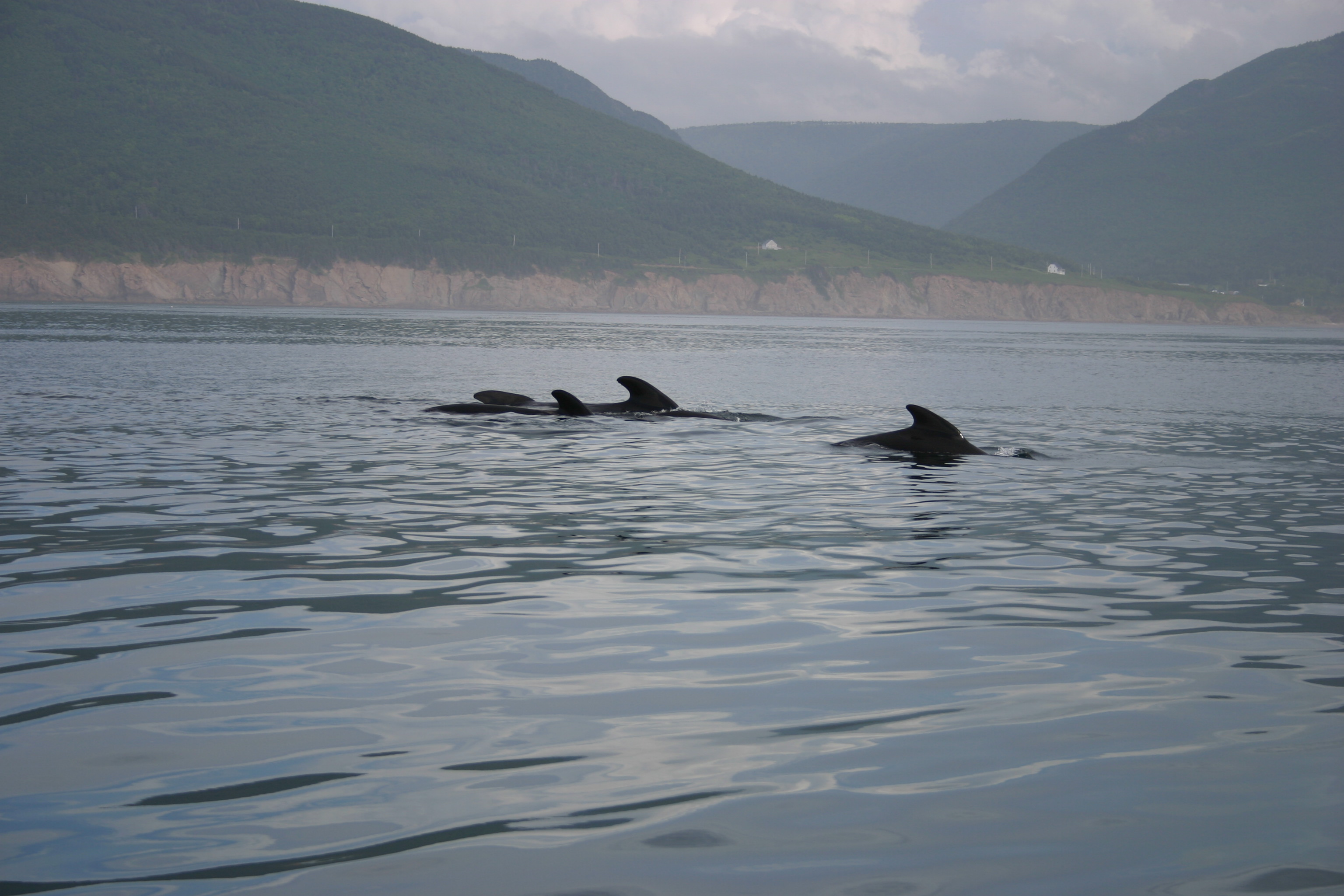 Newfoundland Pilotwhales