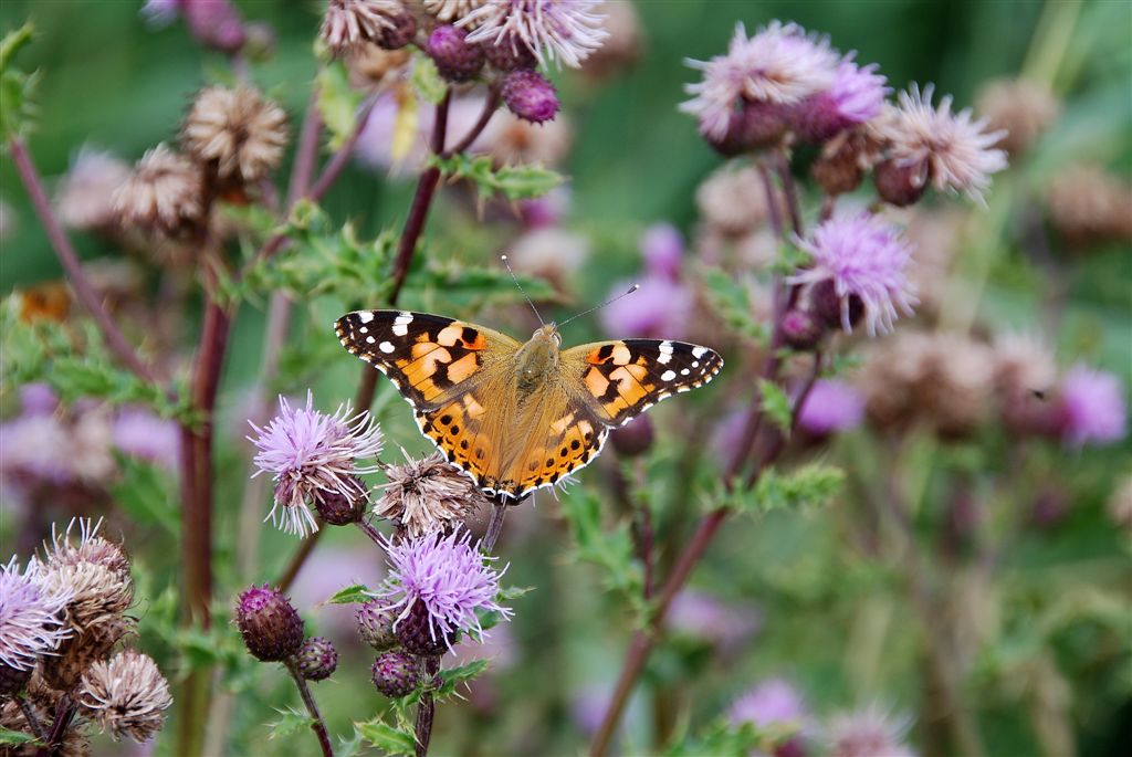 Distelvlinder (Vanessa cardui)