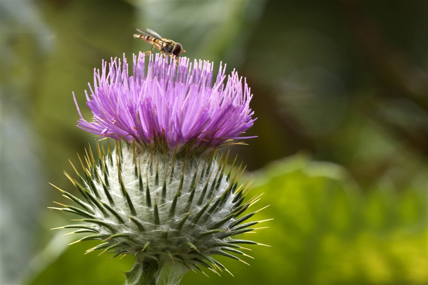 Distel