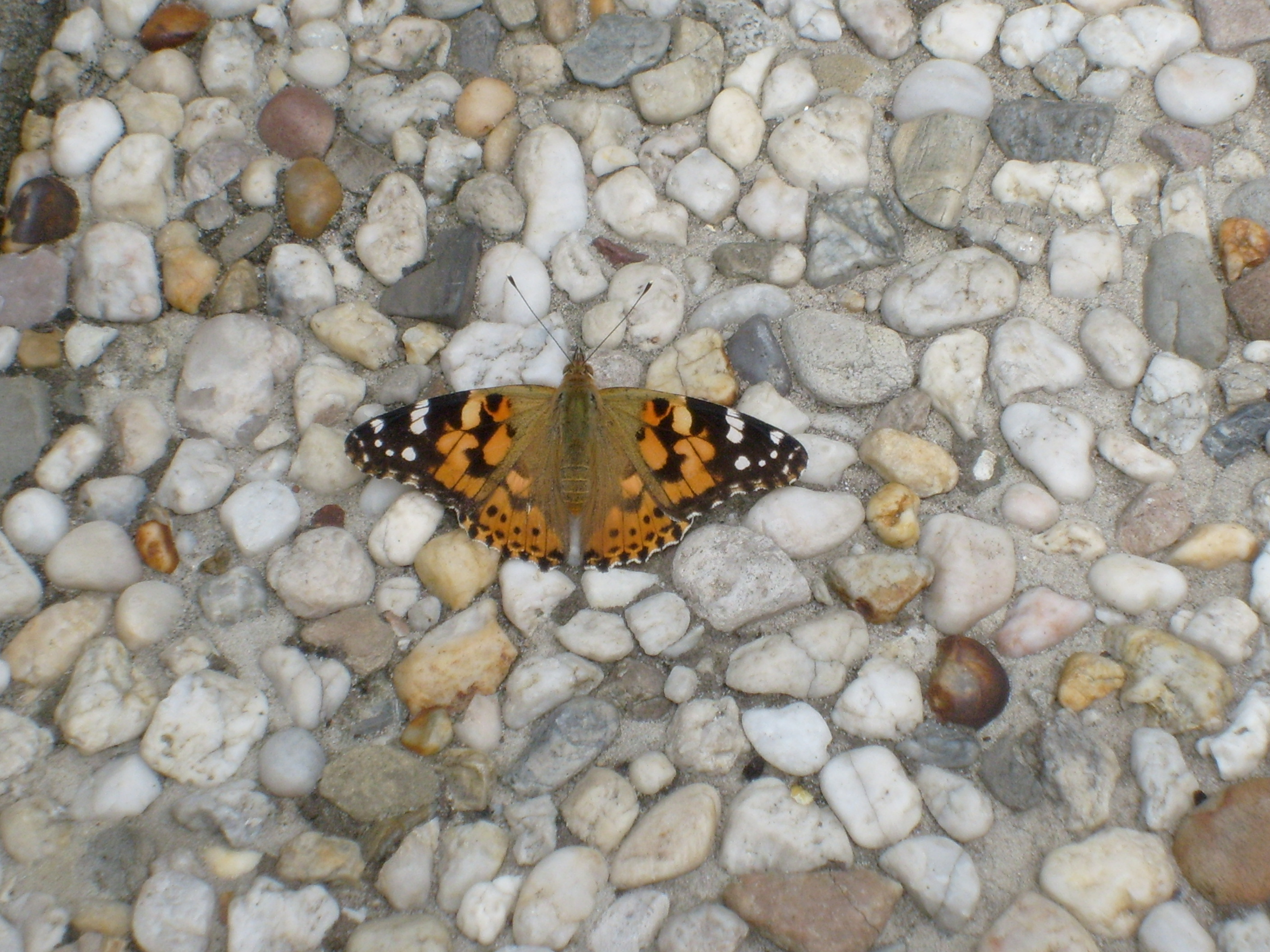 Vlinder op beton ipv op een blom.