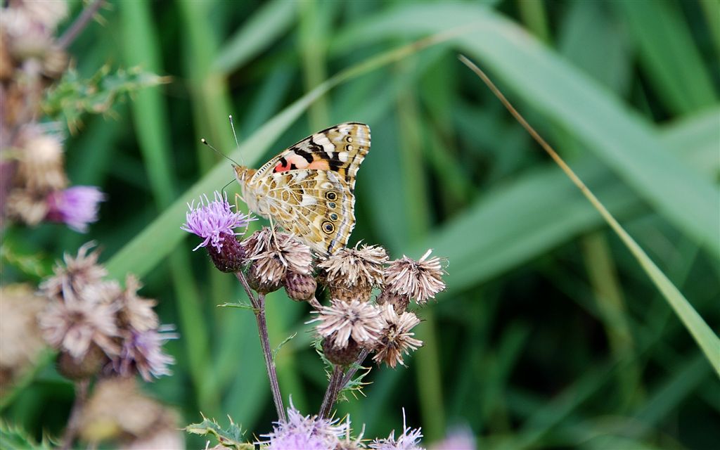 Distelvlinder (Vanessa cardui)