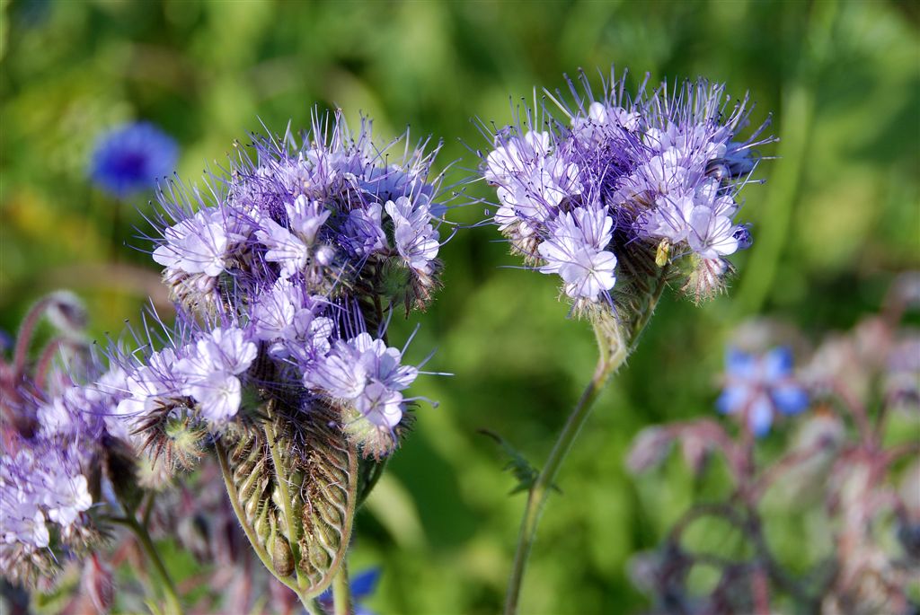 Bijenvoer (Phacella tanacetifolia)