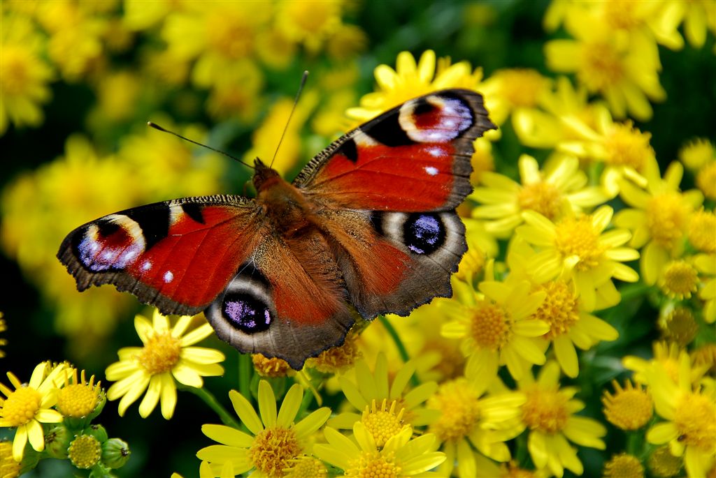 Dagpauwoog (Inachis io)