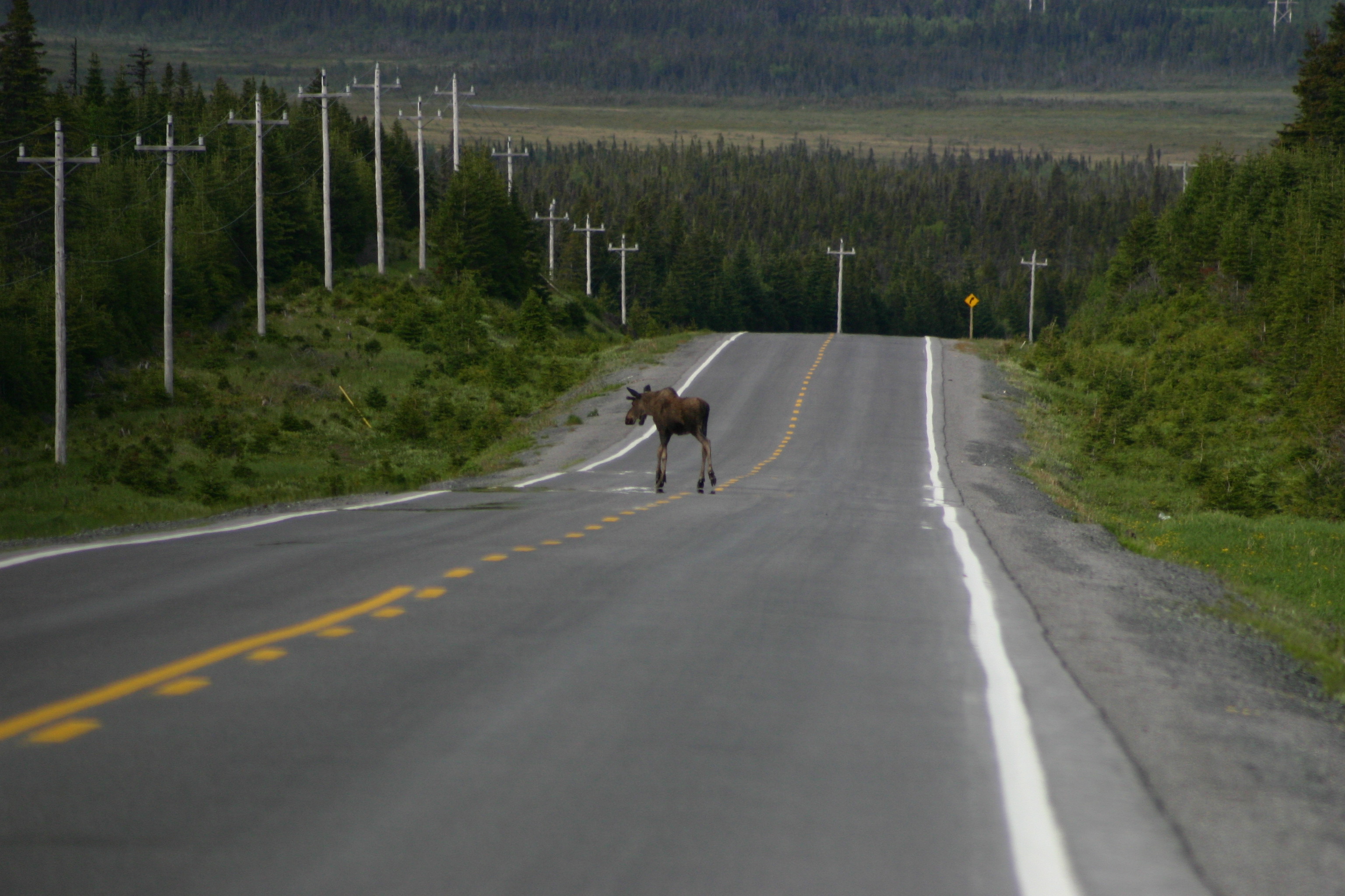 Eland, Newfoundland
