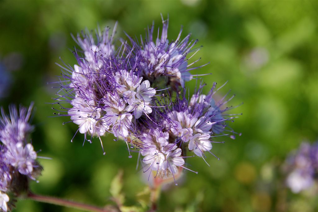 Bijenvoer (Phacella tanacetifolia)