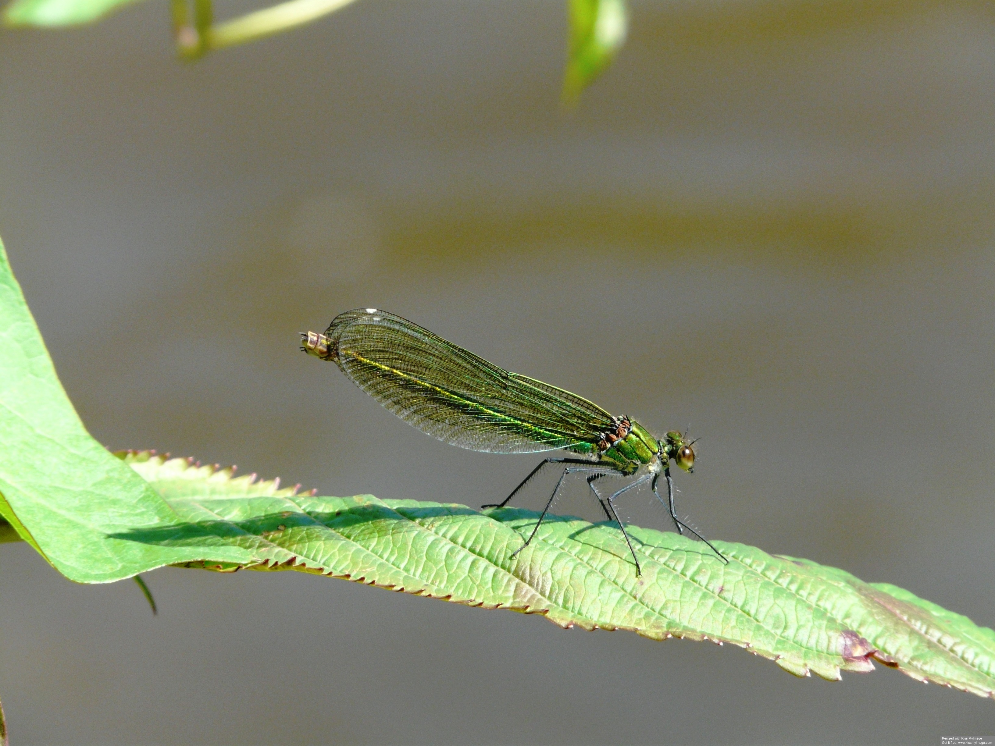 Een schitterende Beekjuffer !