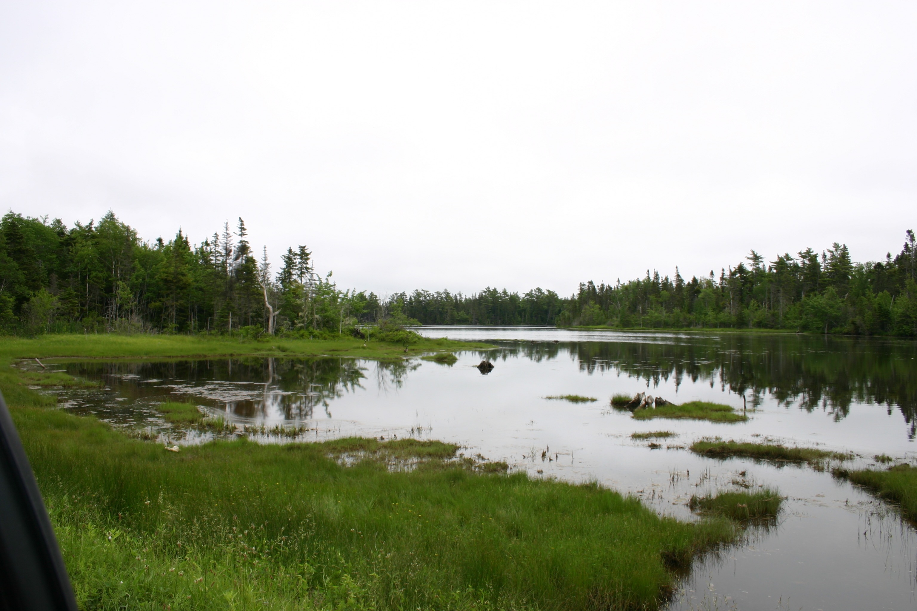 ganzen in newfoundland