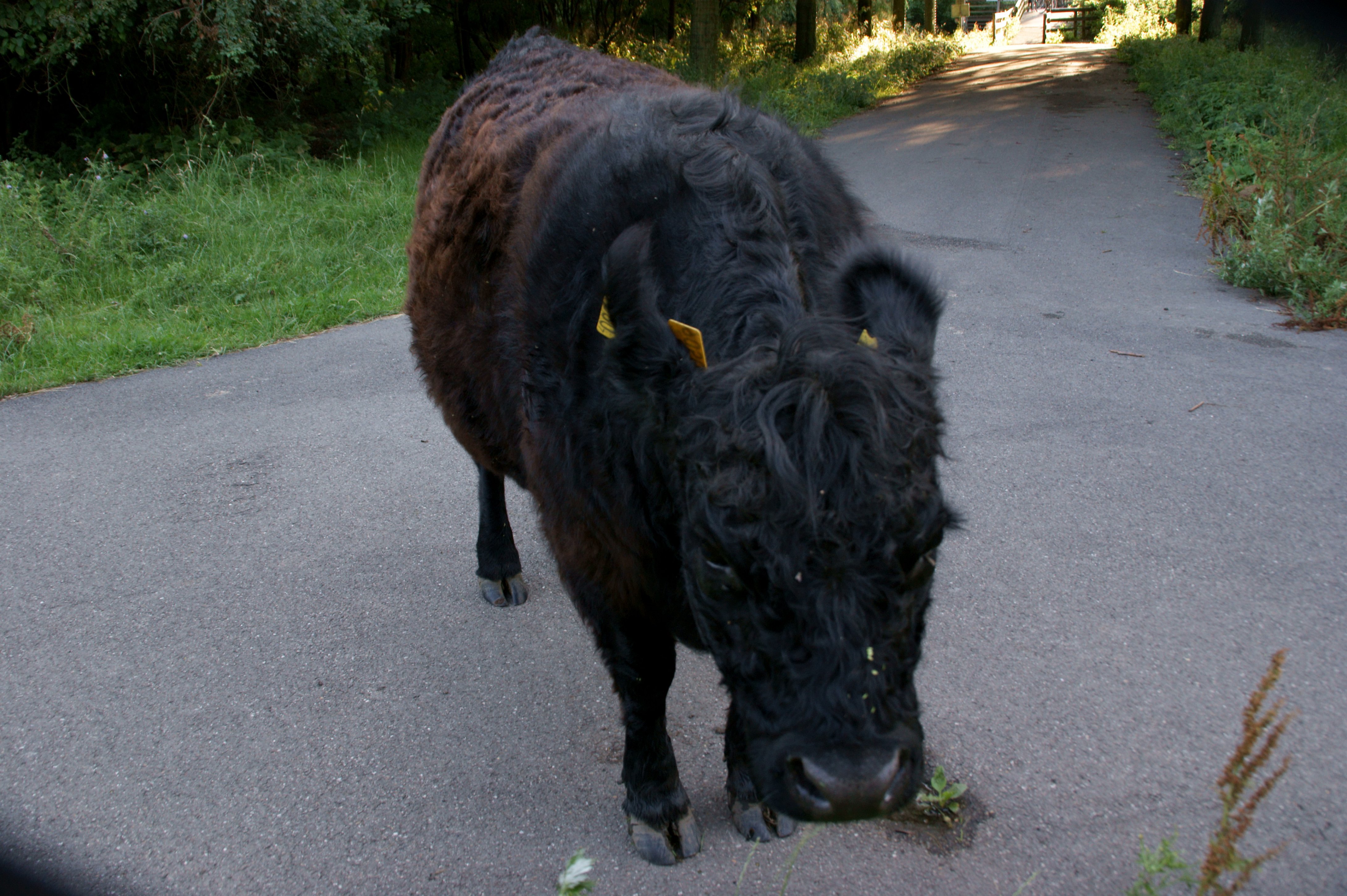 Schotse Hooglander 2