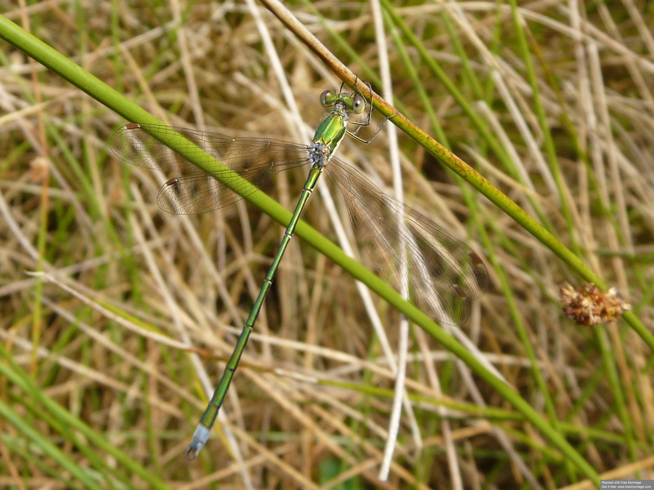 Tengere ...(?).... juffer!