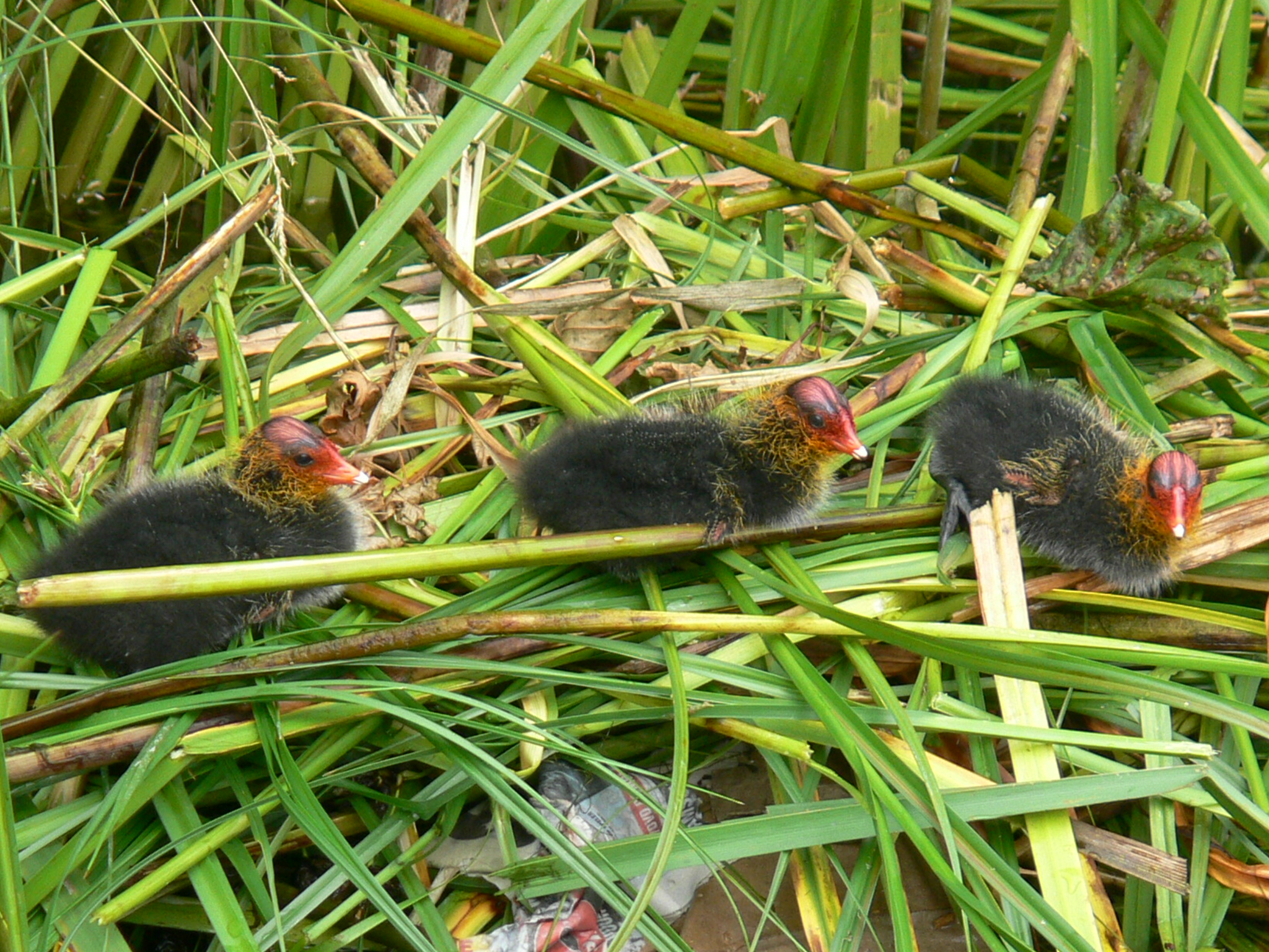 3 Kleine Kleutertjes