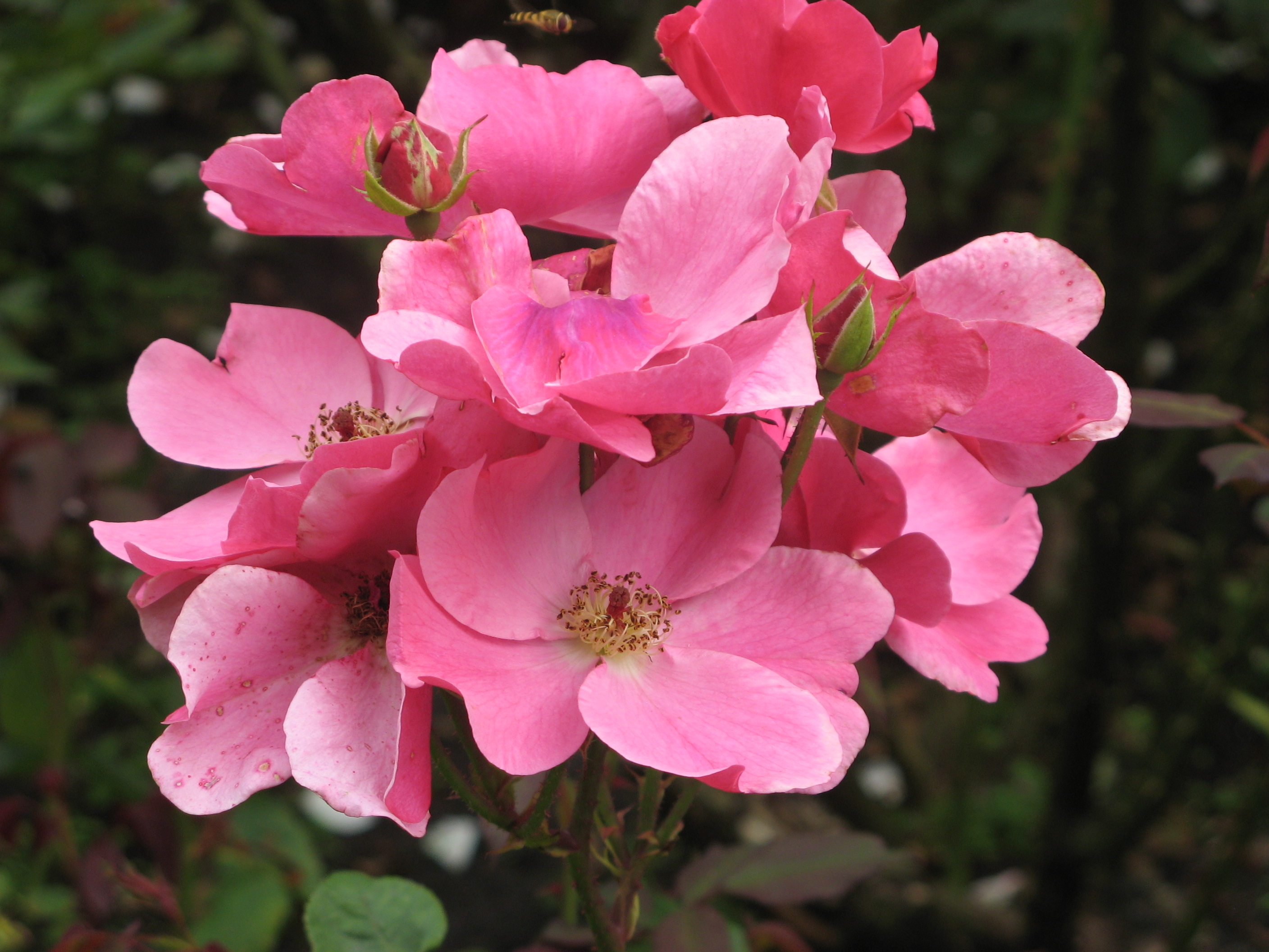 mooie rose roos