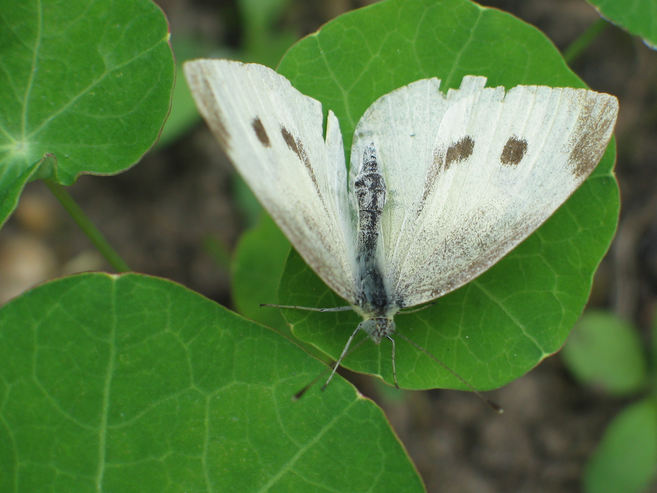 koolwitje op oostindische kers