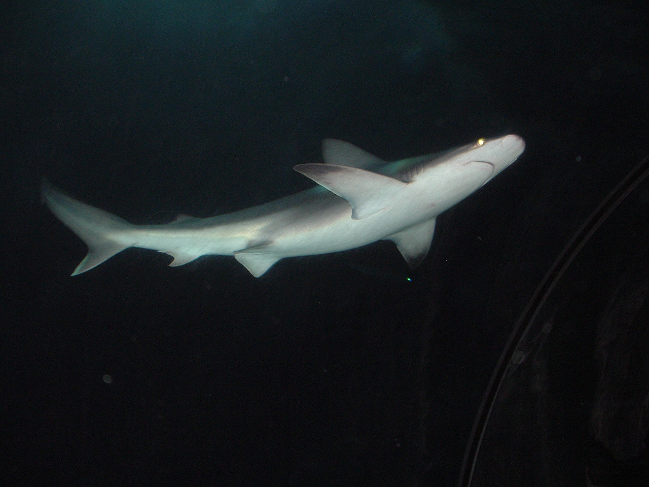 Aquarium in Blijdorp