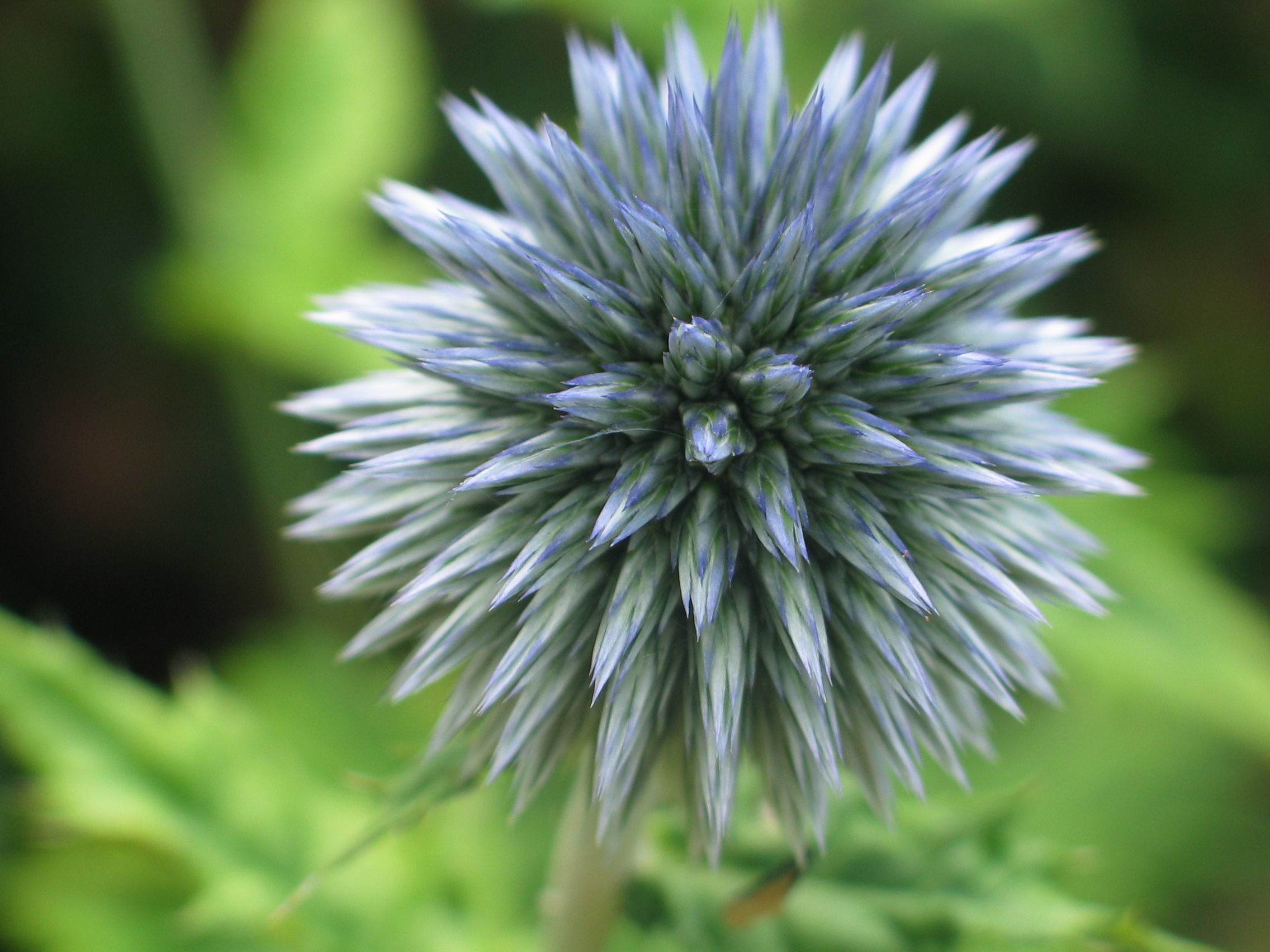 kogeldistel : optische effecten